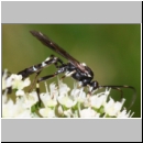 Achaius oratorius - Schlupfwespe m01c 15mm - OS-Hellern Wiese det06.jpg